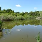 Schäfchenwolken im Teich