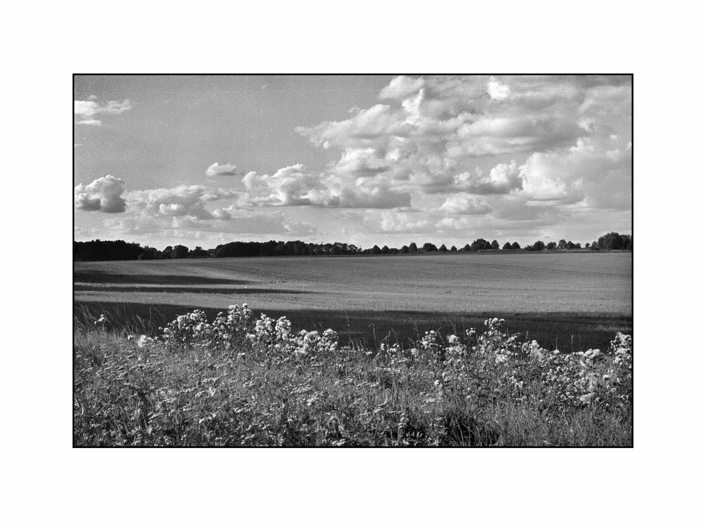 Schäfchenwolken über dem Acker