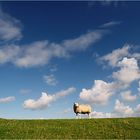 schäfchenwolkend ;-)