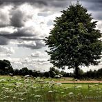 Schäfchenwolken/Wolkenschäfchen