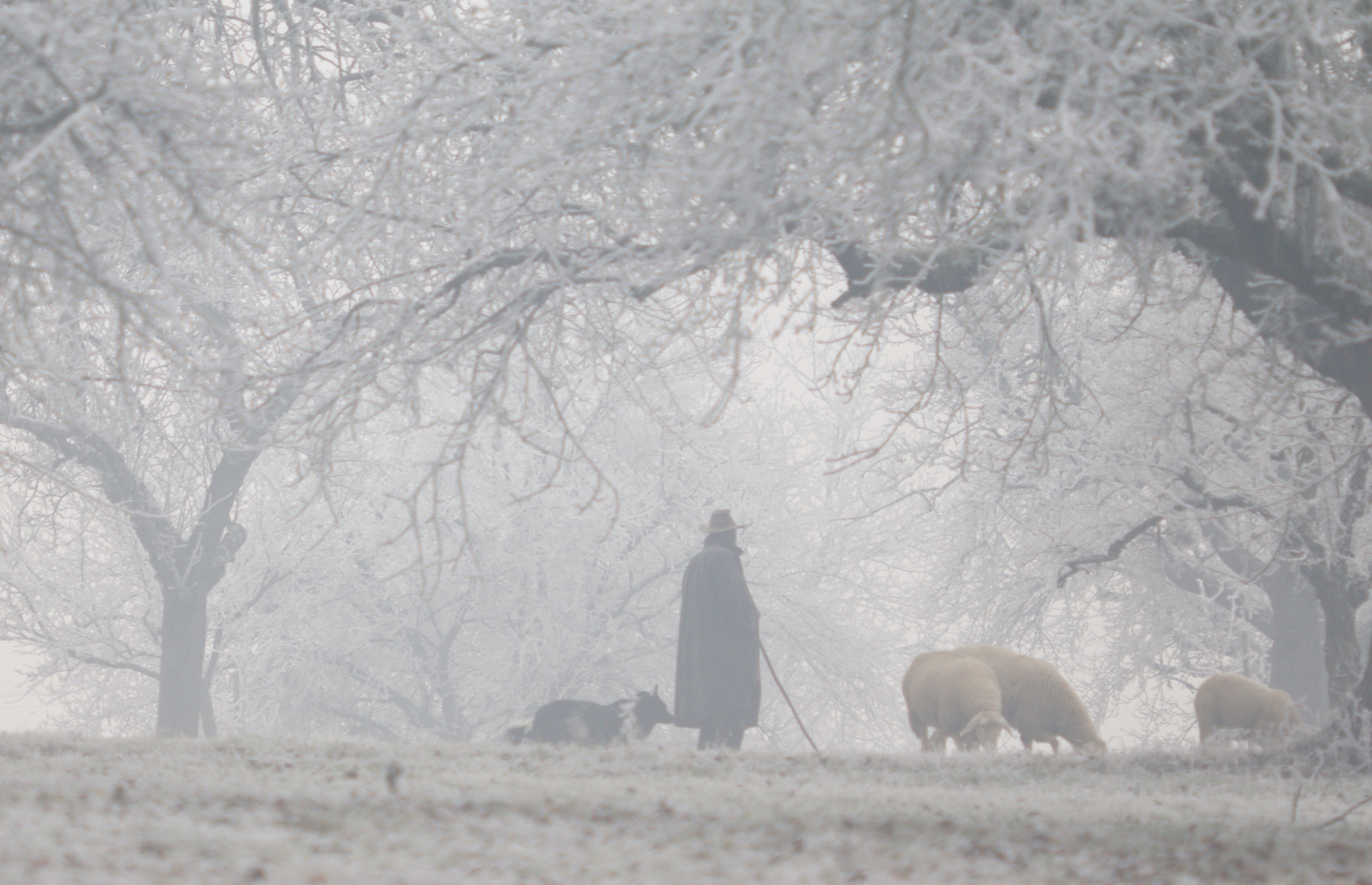 Schäfer am frostigem Morgen