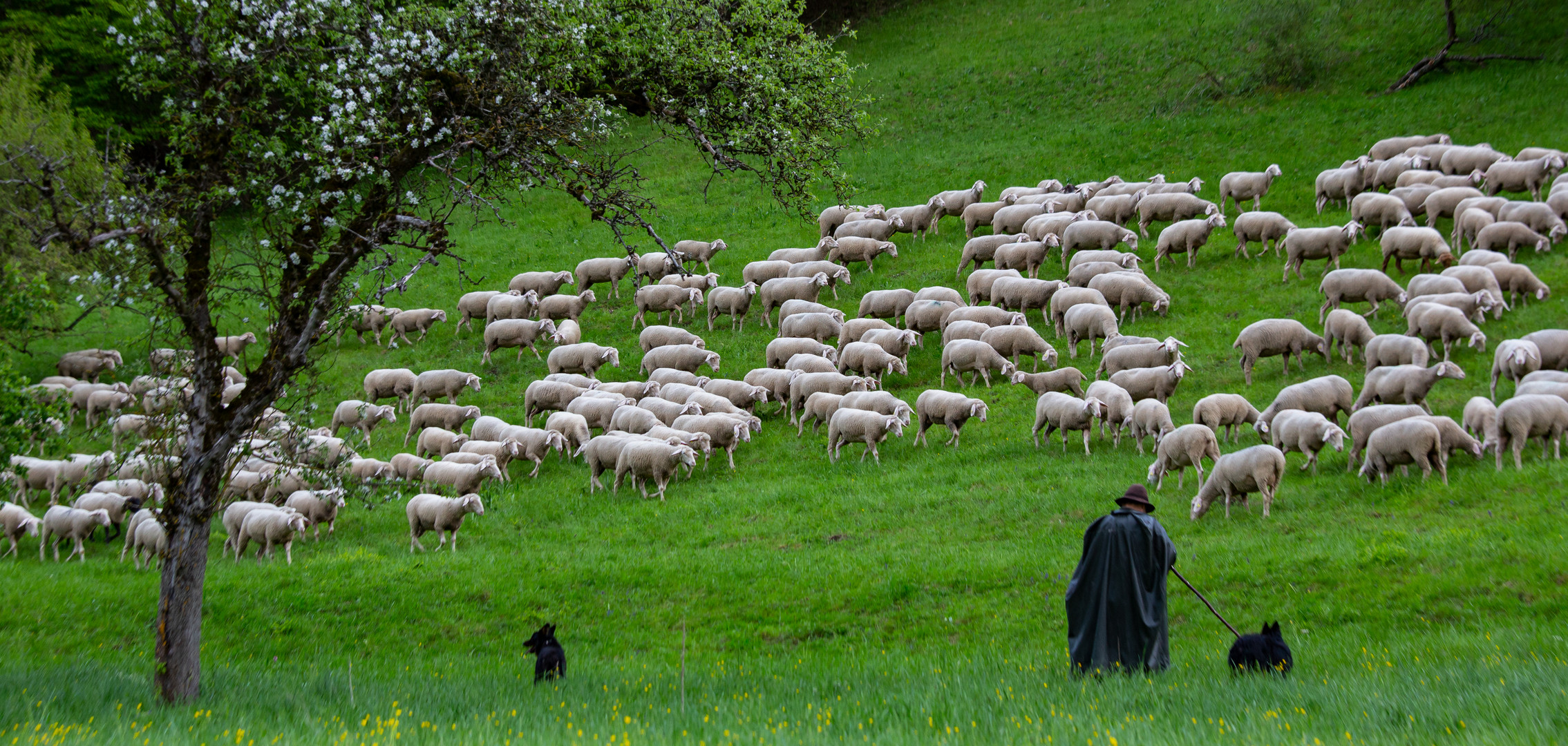 Schäfer auf der Schwäbischen Alb