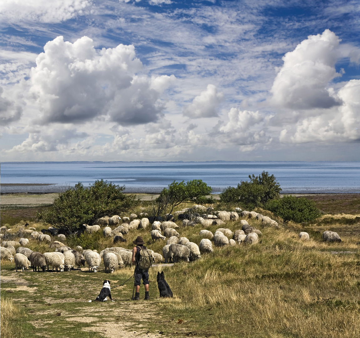 Schäfer auf Sylt