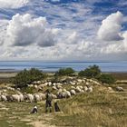 Schäfer auf Sylt