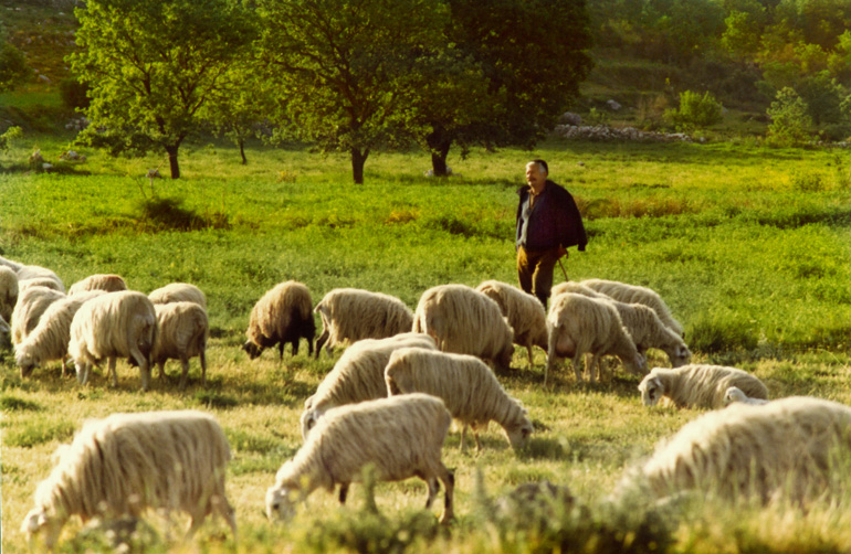 Schäfer aus Kreta