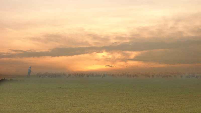 Schäfer beim Abendbrot (rot)