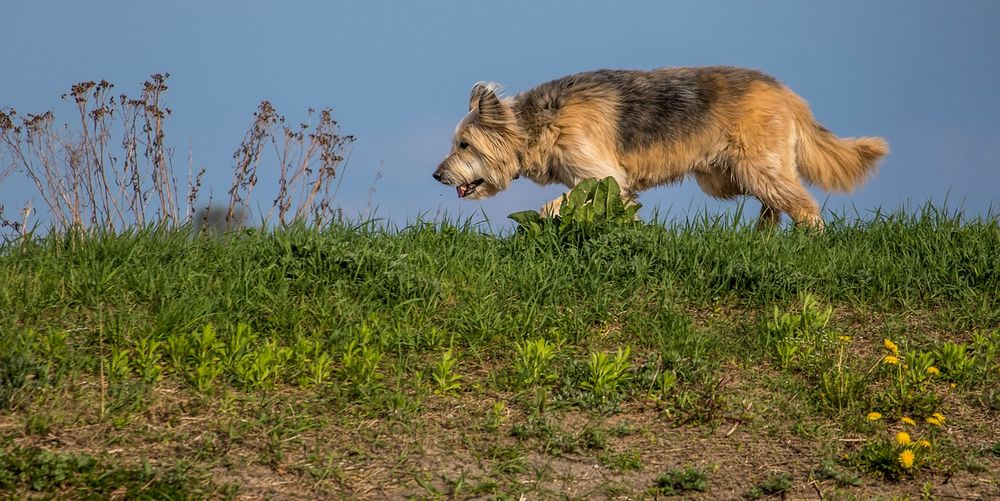 "Schäfer - Hirte oder Hirte - Schäfer Mischling"