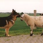 Schäfer-Hund beim Vorstellungsgespräch