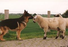 Schäfer-Hund beim Vorstellungsgespräch