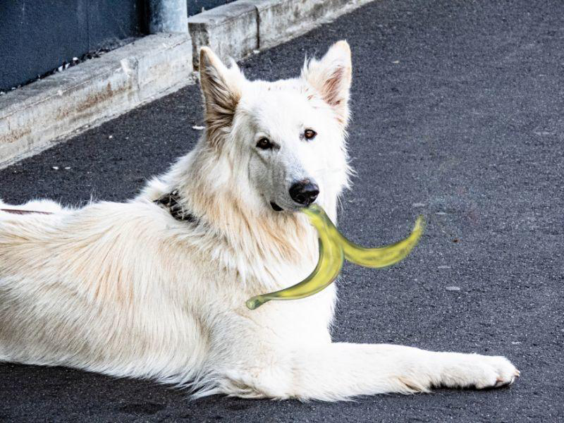 Schäfer-Hund mit Banane
