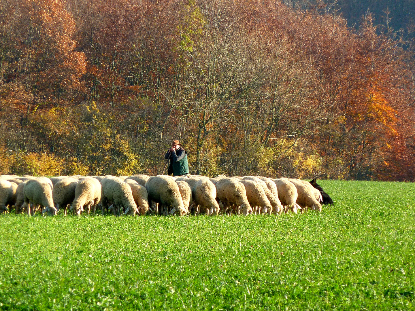 Schäfer im Herbst