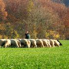 Schäfer im Herbst