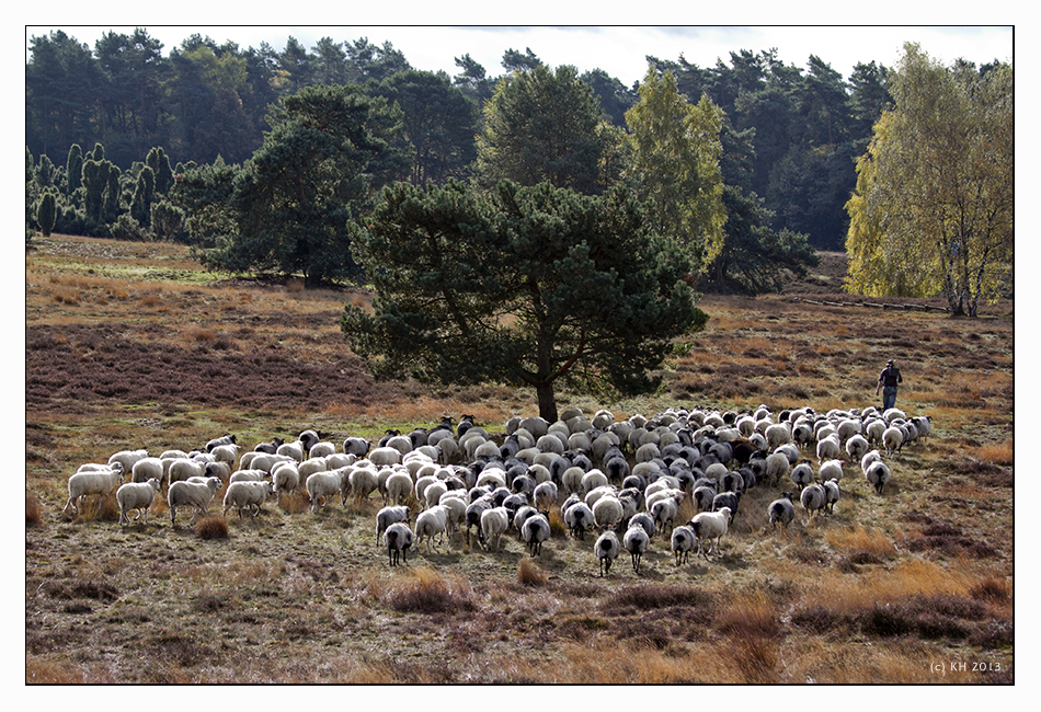 Schäfer in der Westruper Heide