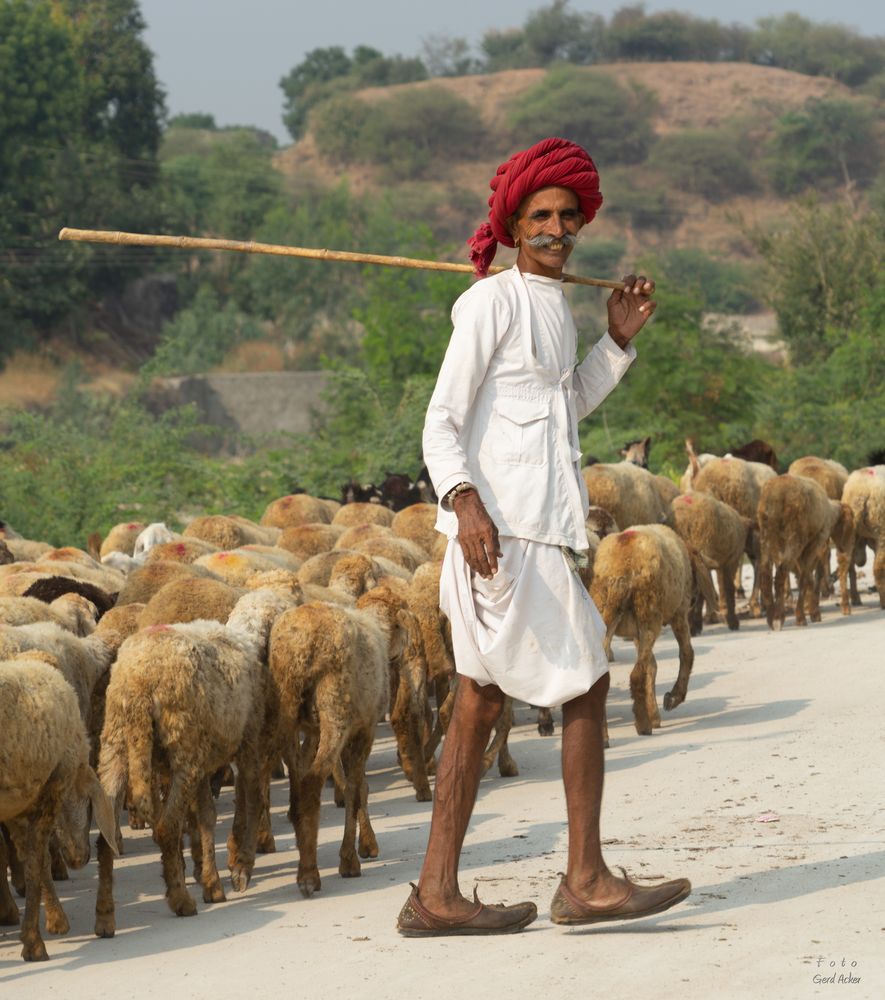 Schäfer in Indien