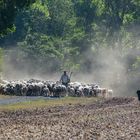 "Schäfer in Unterfranken"