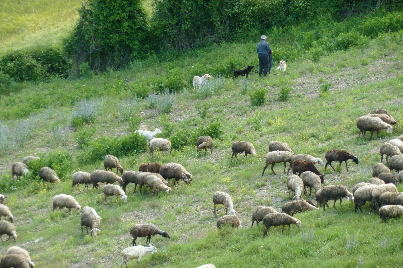 Schäfer mit Herde bei Collesoglio, Umbrien