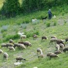 Schäfer mit Herde bei Collesoglio, Umbrien