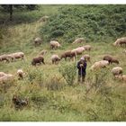 Schäfer mit seiner Herde im Schwarzwald