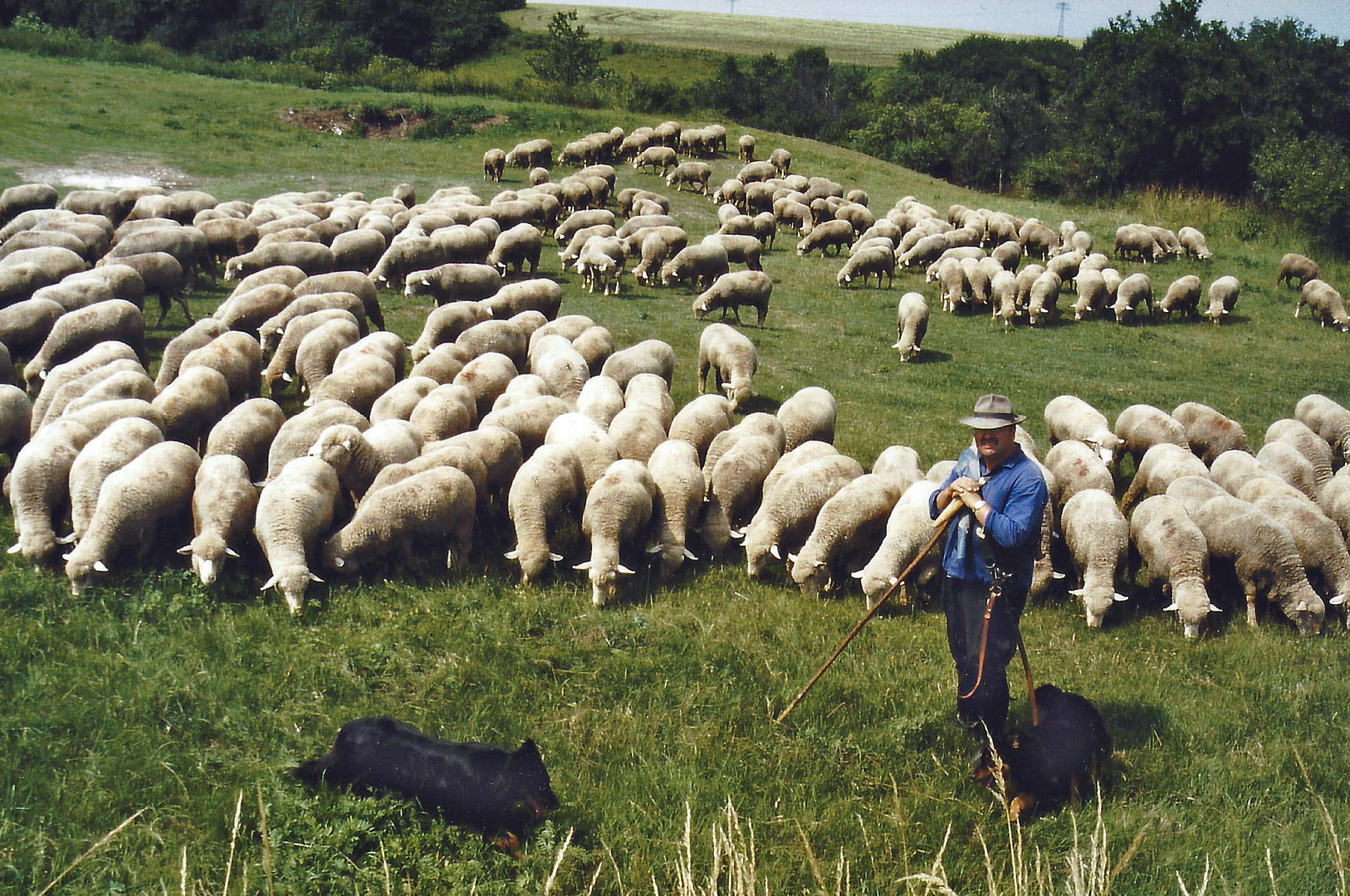 Schäfer - Sachsen-Anhalt 1990