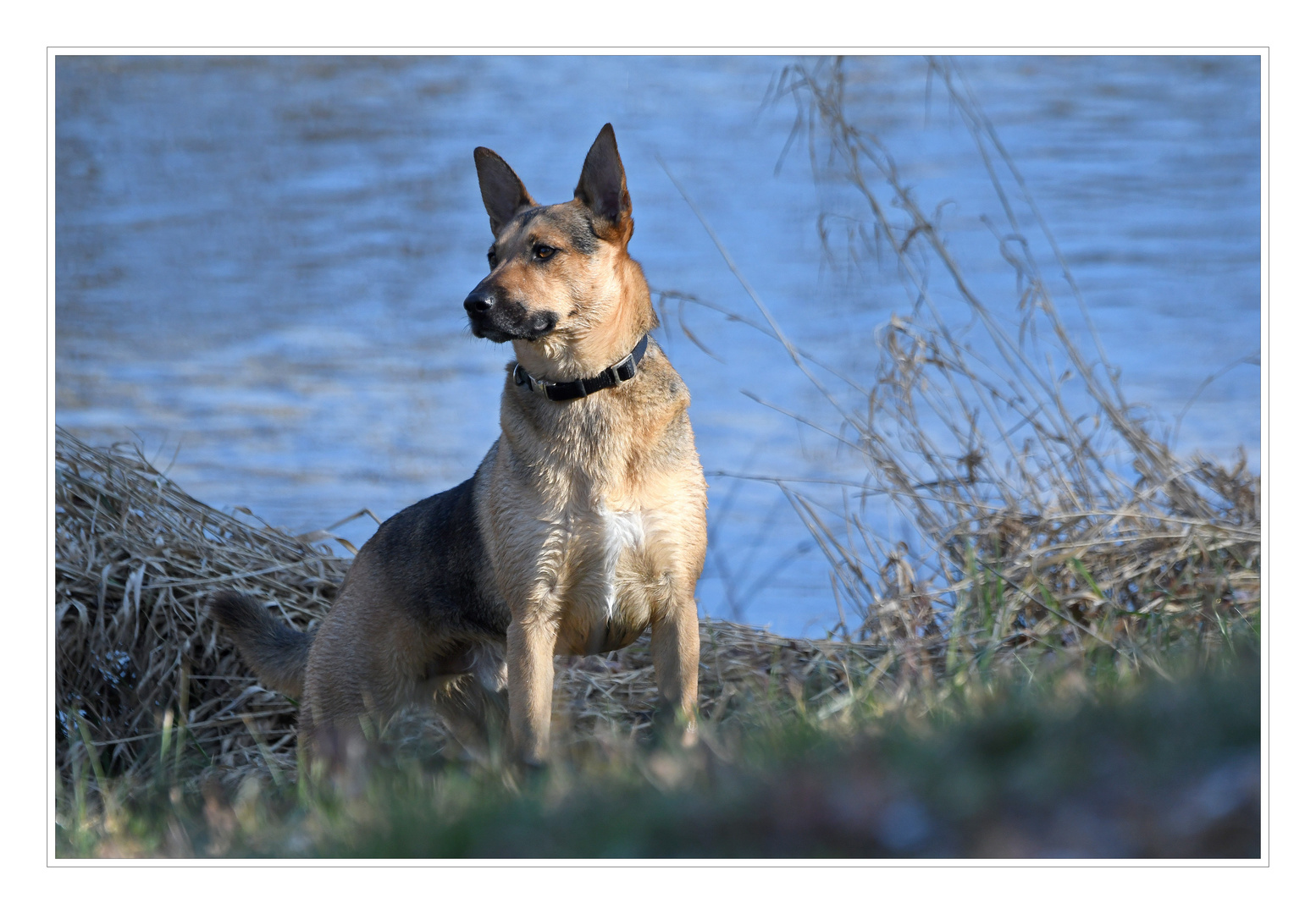 Schäferhund