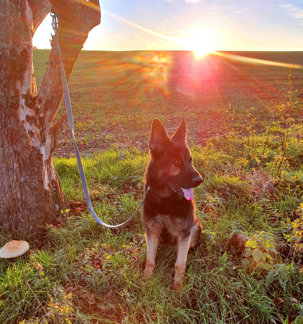 Schäferhund