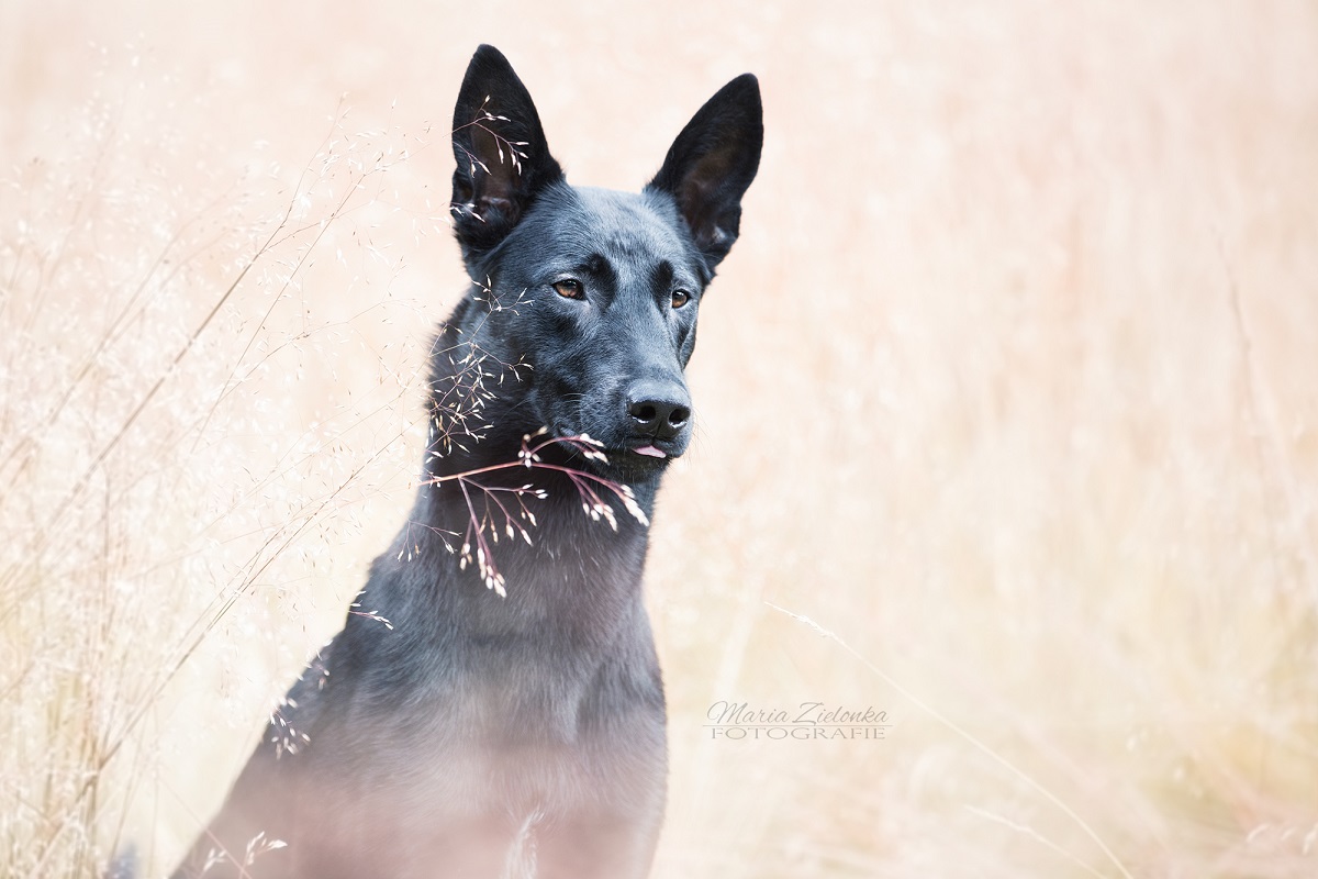 Schäferhund