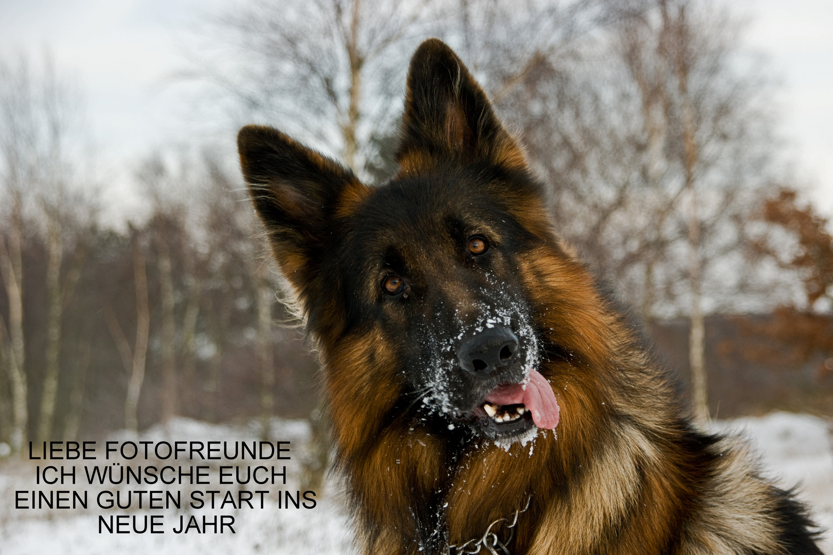 Schäferhund