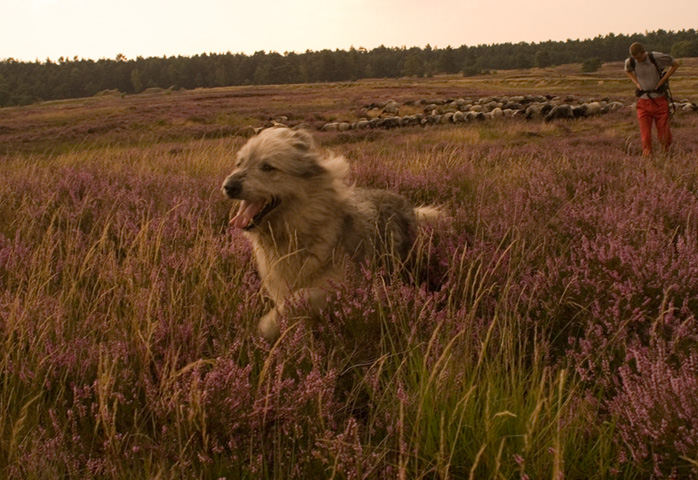 Schäferhund