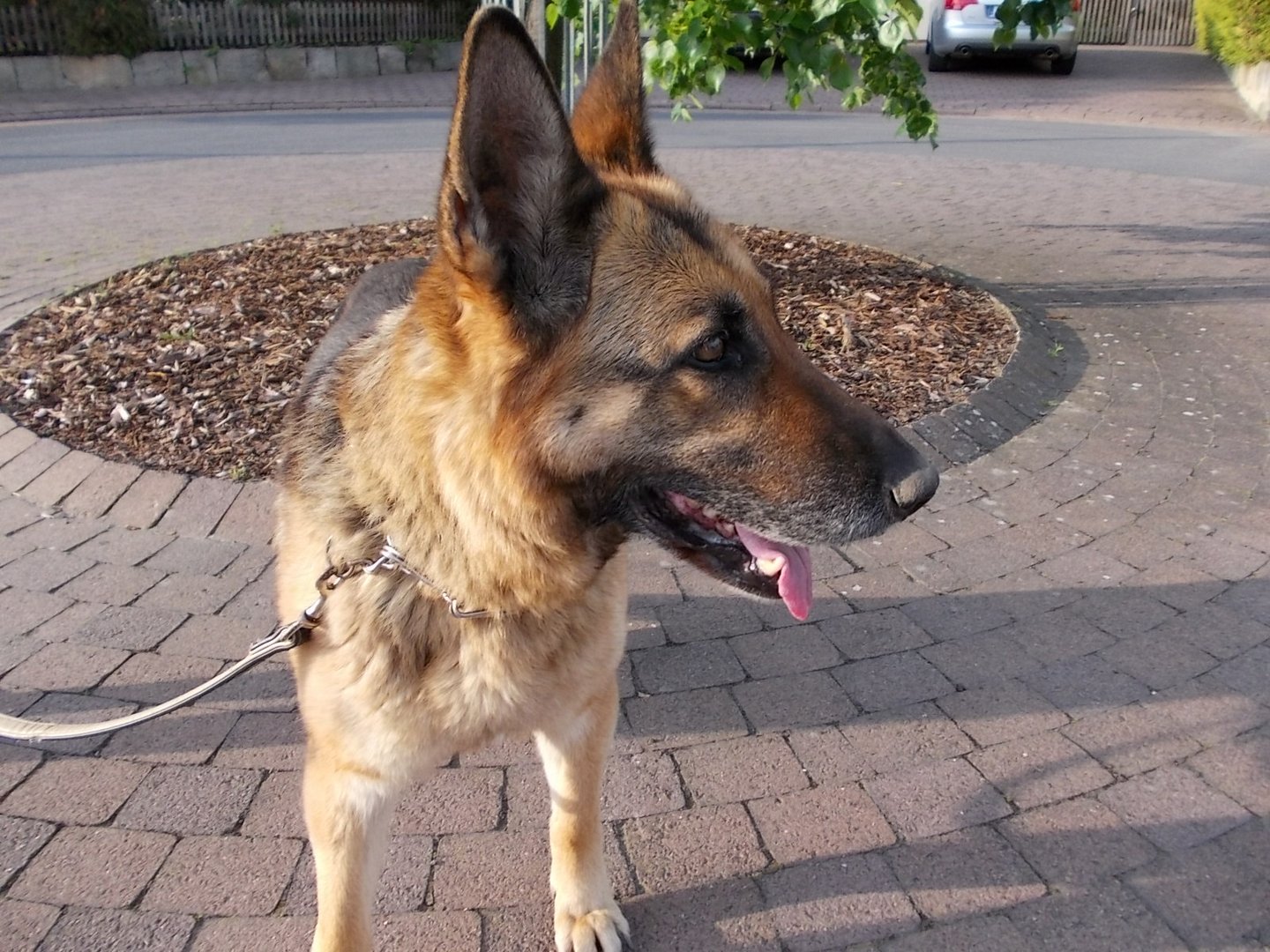 Schäferhund