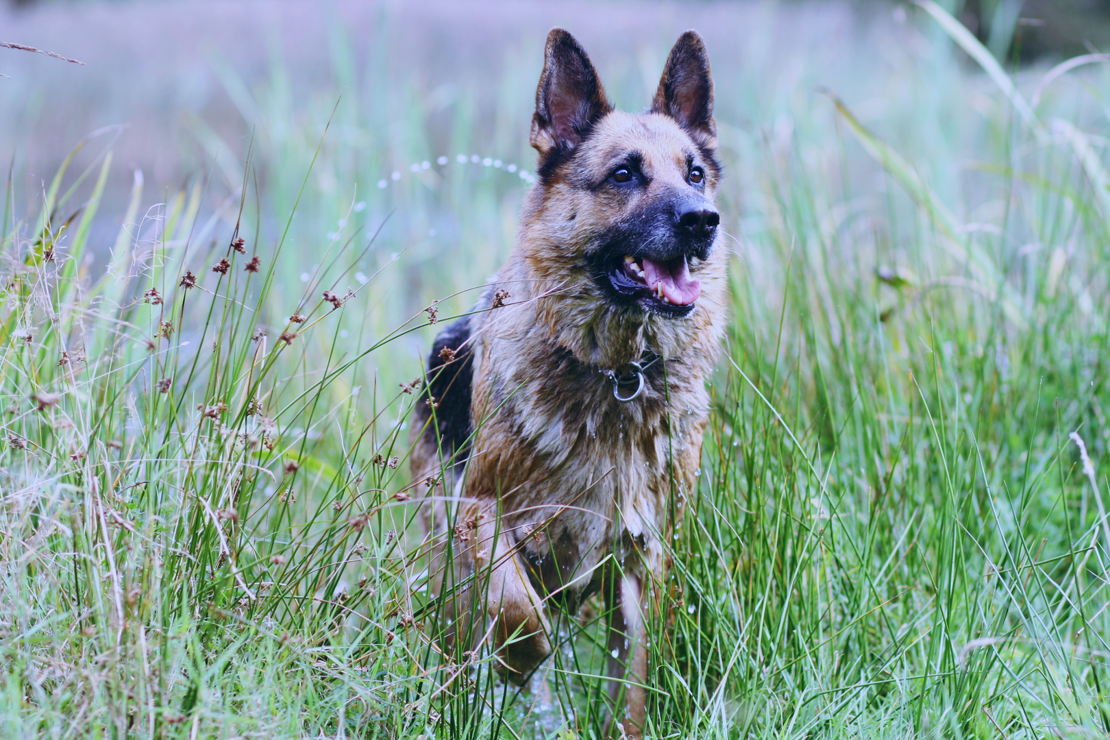 Schäferhund