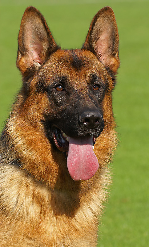 Schäferhund Foto & Bild | tiere, haustiere, hunde Bilder auf fotocommunity