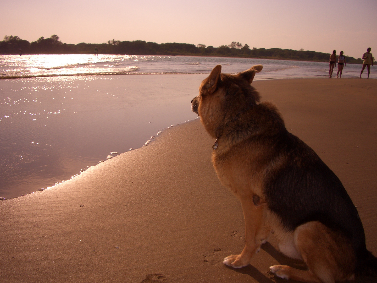 Schäferhund am Hundestrand