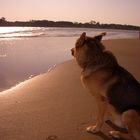 Schäferhund am Hundestrand