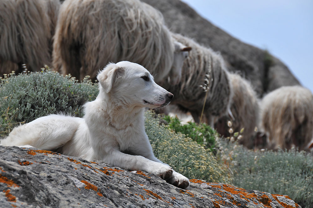 Schäferhund am Torre Argentina