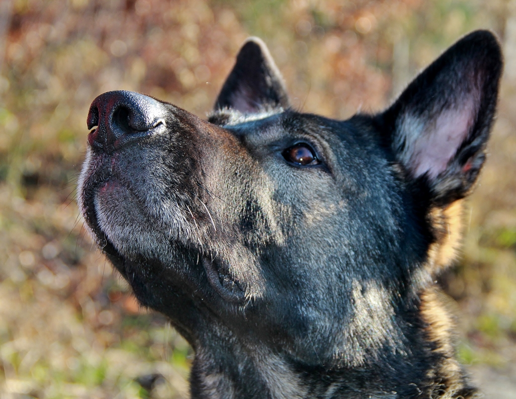 Schäferhund Artus