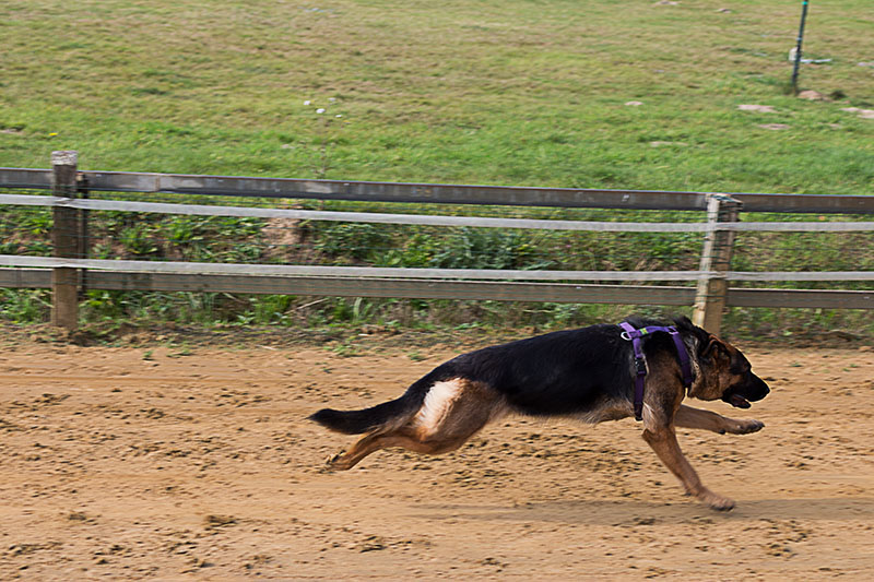 Schäferhund auf Rennbahn