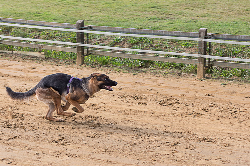 Schäferhund auf Rennbahn