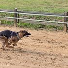 Schäferhund auf Rennbahn