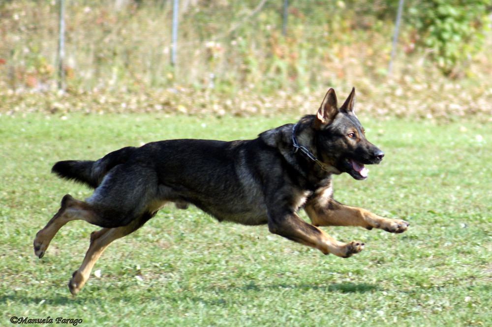 Schäferhund bei der Schutzarbeit