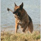 Schäferhund beim plantschen