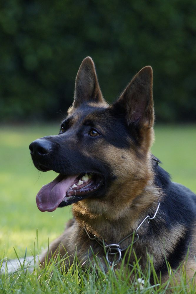 Schäferhund beim Platz