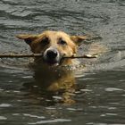 Schäferhund beim Schwimmen