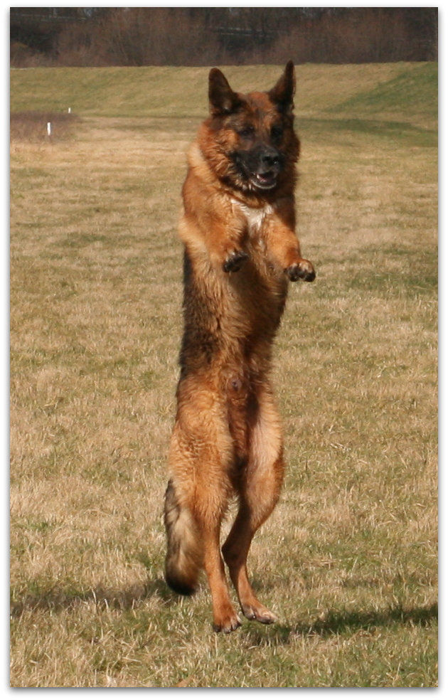 Schäferhund beim springen