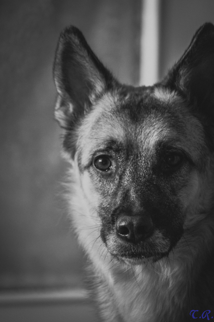 Schäferhund B/W