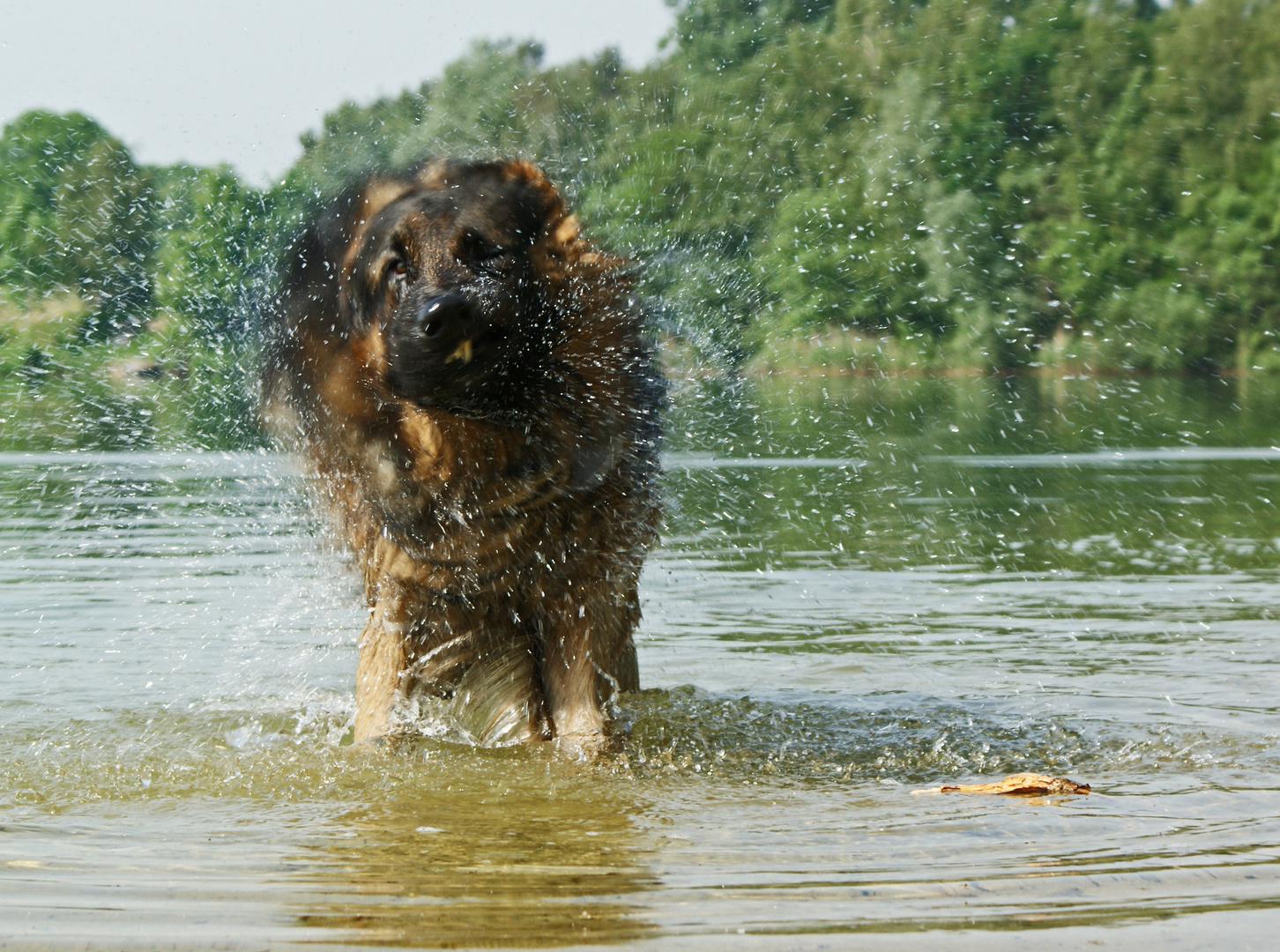 Schäferhund