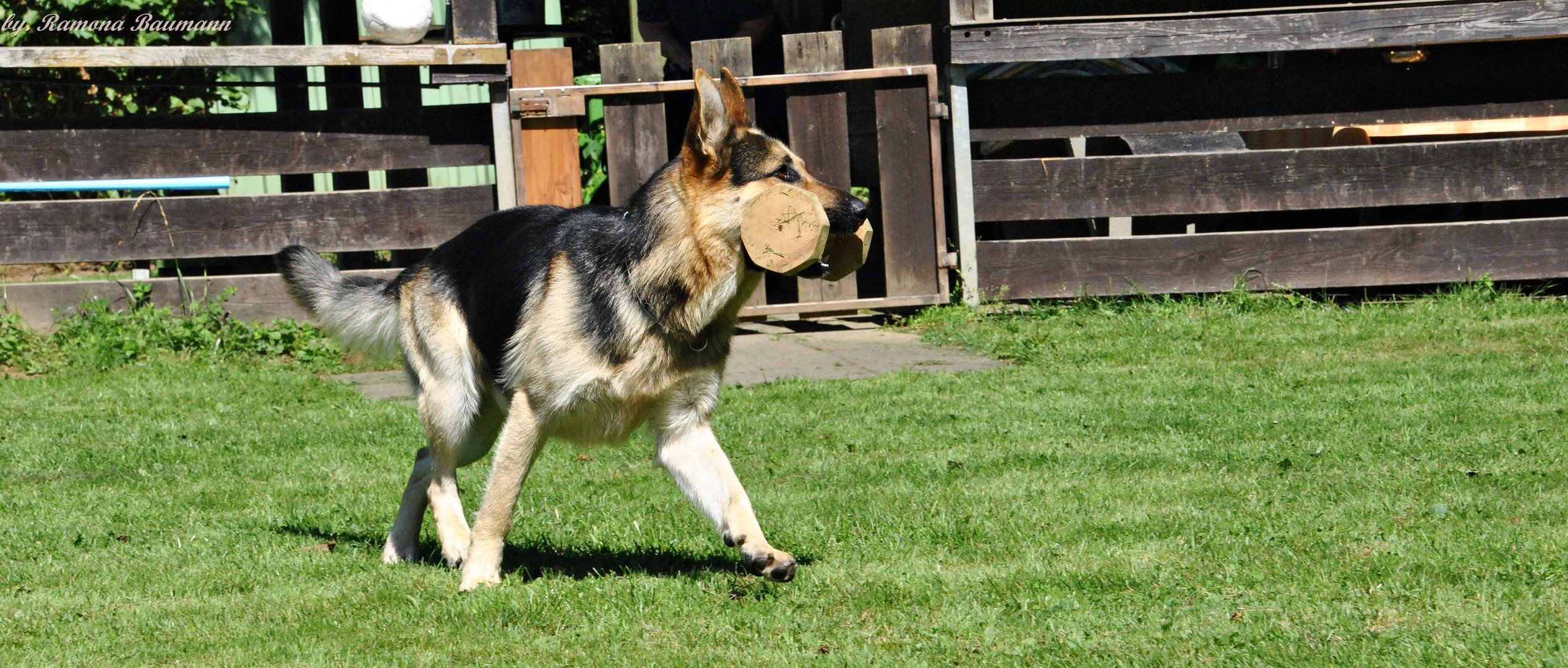 Schäferhund