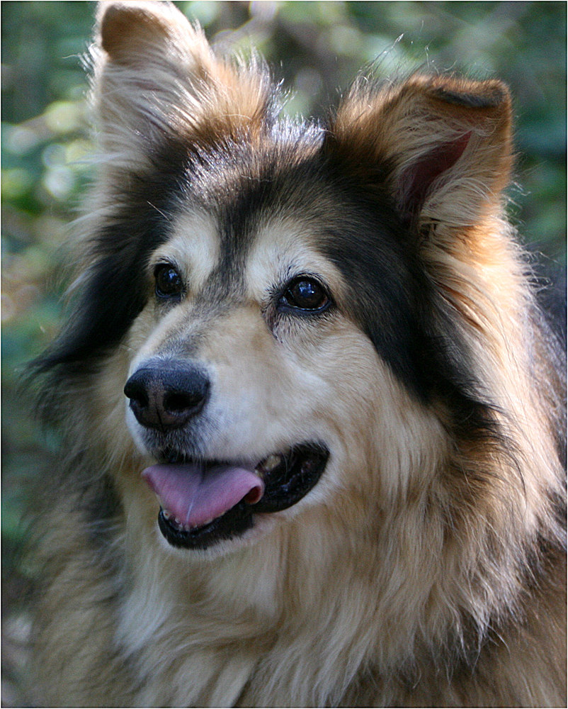 Schäferhund-Collie-Mix