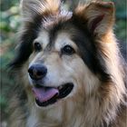 Schäferhund-Collie-Mix