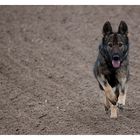 Schäferhund ( Esther ) alte Linie