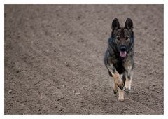 Schäferhund ( Esther ) alte Linie